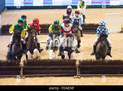 Il Liverpool International Horse Show oggi (domenica 3/1/16). Lo Shetland Grand National avviene Foto Stock