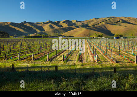Vigneto e sfiorisce colline nelle vicinanze del Blenheim, Marlborough, Isola del Sud, Nuova Zelanda Foto Stock
