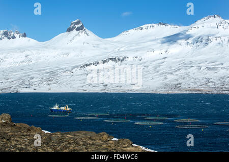 Fresa di pesca a nord di fiordi di Islanda, inverno Foto Stock