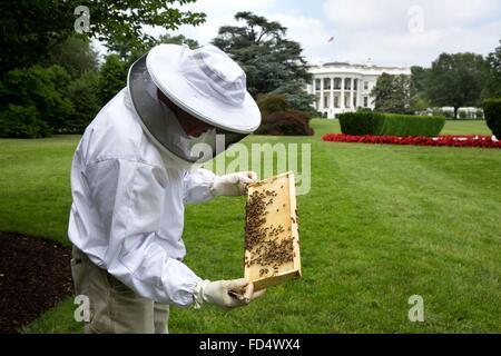 Apicoltore Charlie Brandts funziona con l'alveare su motivi del sud della Casa Bianca 29 Maggio 2015 a Washington, DC. Foto Stock