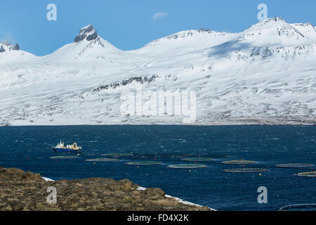 Fresa di pesca a nord di fiordi di Islanda, inverno Foto Stock