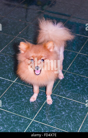 Pomerania sul pavimento Foto Stock