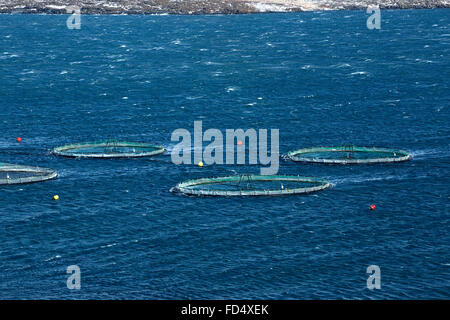 Fresa di pesca a nord di fiordi di Islanda, inverno Foto Stock