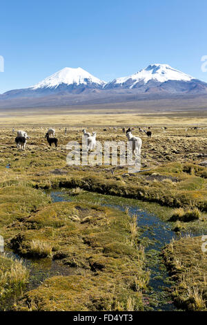 Paesaggio delle montagne delle Ande, con coperte di neve vulcano sullo sfondo, e un gruppo di llama al pascolo nelle highlands. Foto Stock