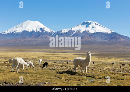 Paesaggio delle montagne delle Ande, con coperte di neve vulcano sullo sfondo, e un gruppo di llama al pascolo nelle highlands. Foto Stock