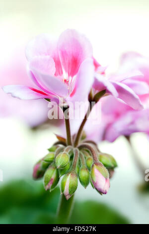 Giardino rosa geranio germogliamento e fioritura Foto Stock
