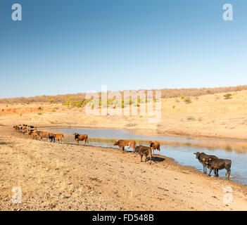 Allevamento bovino pascolano in prossimità di un foro di irrigazione in secco e caldo in Botswana, Africa Foto Stock