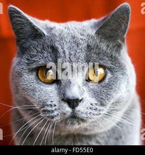 Closeup ritratto di un gatto Foto Stock