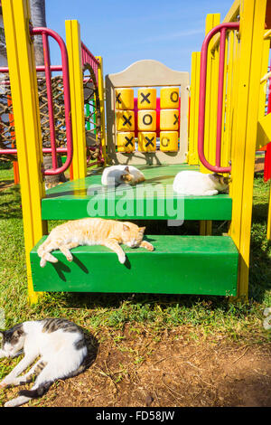 Gatti a pelo in un gioco per bambini sono Kololi Gambia Foto Stock