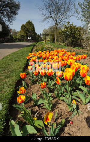 I tulipani a Roath Park Lake a Cardiff, nel Galles del Sud, Regno Unito Foto Stock