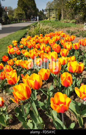 I tulipani a Roath Park Lake a Cardiff, nel Galles del Sud, Regno Unito Foto Stock