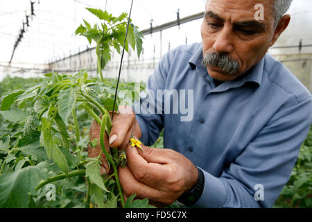 Fayez Ahmad Mohammed Taneeb (Odeh) ricevuto un US $ 7.000 prestito da ACAD microfinanziamenti per crescere frutta e verdura Foto Stock