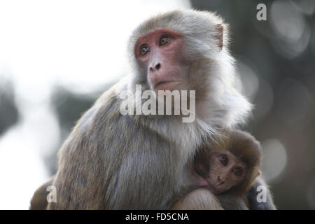 Gen 28, 2016 - Kathmandu, Nepal - Un bambino estrae il latte dalla sua madre all'interno di Swayambhunath Stupa locali a Kathmandu, Nepal giovedì, 28 gennaio 2016. Swayambhunath Stupa è anche chiamato 'Monkey tempio" a causa delle centinaia di scimmie che scamper intorno al tempio. (Credito Immagine: © Skanda Gautam via ZUMA filo) Foto Stock