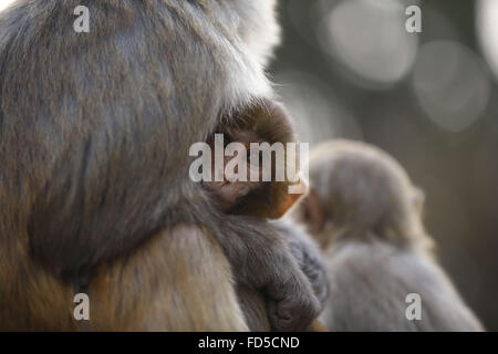 Gen 28, 2016 - Kathmandu, Nepal - un neonato estrarre latte al riparo da sua madre all'interno di Swayambhunath Stupa locali a Kathmandu, Nepal giovedì, 28 gennaio 2016. Swayambhunath Stupa è anche chiamato 'Monkey tempio" a causa delle centinaia di scimmie che scamper intorno al tempio. (Credito Immagine: © Skanda Gautam via ZUMA filo) Foto Stock