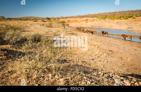 Allevamento bovino pascolano in prossimità di un foro di irrigazione in secco e caldo in Botswana, Africa Foto Stock