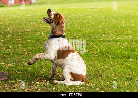 Cocker Spaniel dando un elevato 5 nel parco Foto Stock