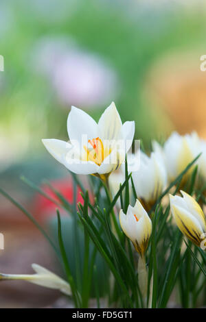 Crocus 'Snow Bunting' Fiore Foto Stock