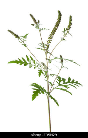 L Ambrosia comune impianto su sfondo bianco Foto Stock