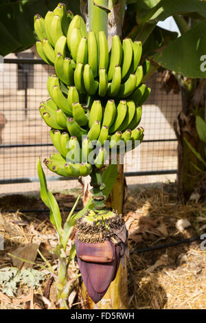 Un grappolo di banane che cresce su Tenerife, Spagna. Foto Stock