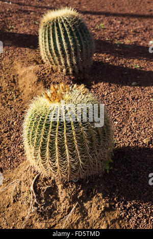 Un cactus (Echinocactus grusonii) noto come golden barrel cactus e suocera cuscino. Foto Stock