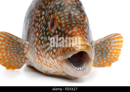 Close up di un fresco pesce cernia su sfondo bianco Foto Stock