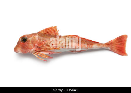 Unico Atlantico orientale Capone gallinella su sfondo bianco Foto Stock