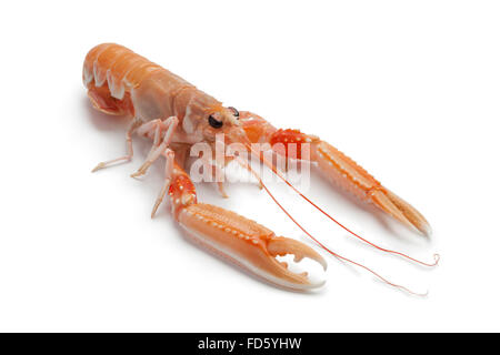 Unico crudo fresco langoustine su sfondo bianco Foto Stock