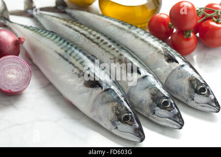 Sgombri freschi pronti per cucinare Foto Stock