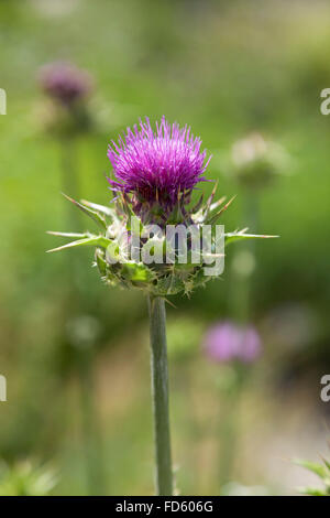 Fioritura fresca cardo mariano Foto Stock