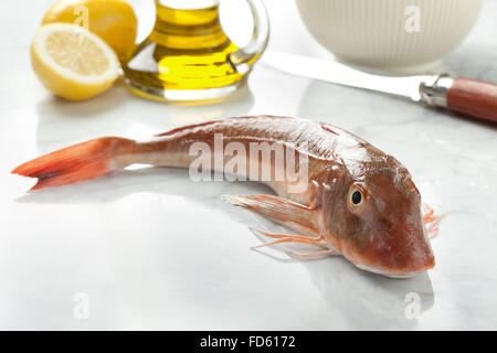 Unico rosso fresco pesce cappone Foto Stock