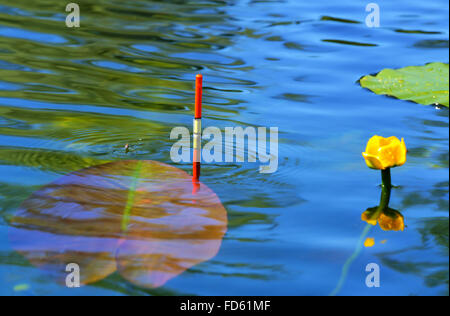 La pesca bobber galleggiante nel lago di acqua tra i gigli Foto Stock