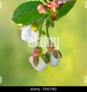 Gemme di colore bianco e foglie verdi su a sfocare lo sfondo di colore verde Foto Stock