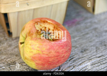 Uno sciame di api mellifere sul marciume apple al mercato. Foto Stock