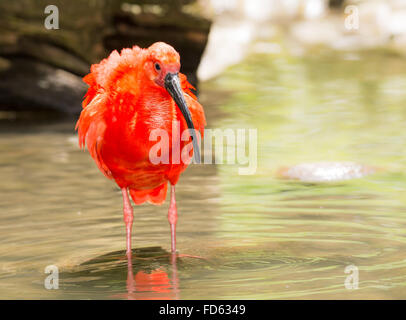 Ibis rosso scarlatto (Eudocimus ruber) guadare attraverso l'acqua Foto Stock