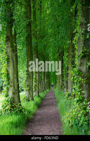 Viale di alti alberi di lime in foglia piena di Wentworth giardini di castello vicino a Barnsley, Yorkshire. Foto Stock