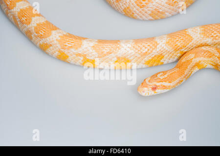 Mais Creamsicle snake (Elaphe guttata x Pantherophis emoryi), intergrade tra un albino corn snake e un Emory il biacco Foto Stock