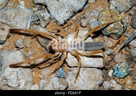 Solifugid / sun spider / vento scorpion (Eremochelis bilobatus) rovistando nel deserto, Arizona Foto Stock