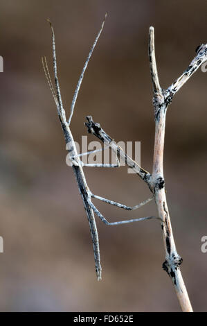 Stick / insetto bastone / fasmide (Phasmatodea sp.) sul ramo, organo a canne Cactus monumento nazionale, Arizona Foto Stock