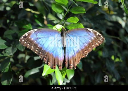 Wisley, Surrey, Inghilterra, Regno Unito. Il 28 gennaio 2016. In una bella giornata di sole questo Blue Morpho butterfly sembra incredibile contro il fogliame verde a RHS Wisley. La Crisalide o pupa) trasformare in puparium in farfalle esotiche e vengono quindi rilasciati a volare tra le piante e le persone nel calore tropicale della serra. Essi saranno in esposizione fino al 6 marzo. Credito: Julia Gavin UK/Alamy Live News Foto Stock