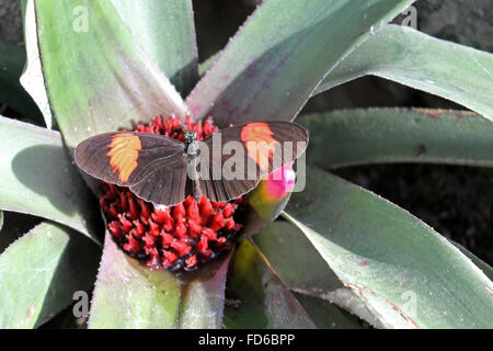 Wisley, Surrey, Inghilterra, Regno Unito. Il 28 gennaio 2016. Le farfalle sono tornati ad RHS Wisley con più specie che mai. La Crisalide o pupa) trasformare in puparium in farfalle esotiche e vengono quindi rilasciati a volare tra le piante e le persone nel calore tropicale della serra. Essi saranno in esposizione fino al 6 marzo. Credito: Julia Gavin UK/Alamy Live News Foto Stock