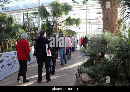 Wisley, Surrey, Inghilterra, Regno Unito. Il 28 gennaio 2016. Le farfalle sono tornati ad RHS Wisley con più specie che mai. La Crisalide o pupa) trasformare in puparium in farfalle esotiche e vengono quindi rilasciati a volare tra le piante e le persone nel calore tropicale della serra. Essi saranno in esposizione fino al 6 marzo. In tempi occupati i visitatori possono avere la coda per entrare o di un biglietto temporizzato può essere prenotato in anticipo. Striscione che mostra alcune delle specie sul display. Credito: Julia Gavin UK/Alamy Live News Foto Stock
