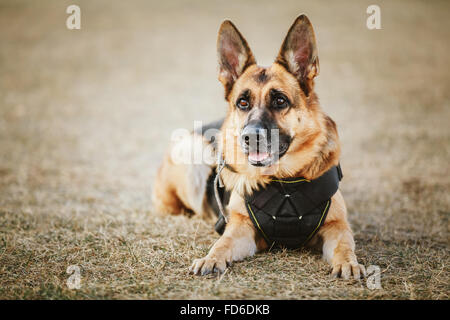 Brown pastore tedesco dog sitter su terra Foto Stock