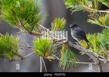 Nuova Zelanda, Ulva isola. L'isola di Stewart robin in habitat della foresta (Petroica australis rakiura) sottospecie. Foto Stock