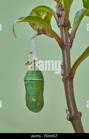 Farfalla monarca (Danaus plexippus), Chrysallis, Benalmadena, provincia di Malaga, Andalusia, Spagna Foto Stock