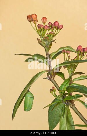 Farfalla monarca (Danaus plexippus), Chrysallis, Benalmadena, provincia di Malaga, Andalusia, Spagna Foto Stock