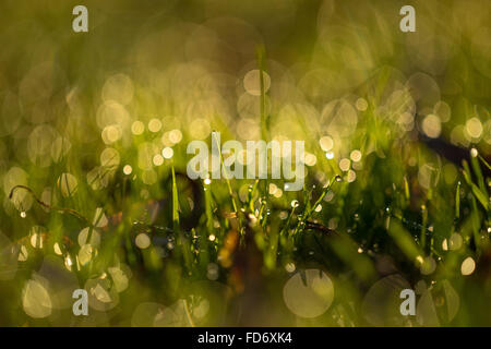 Gocce di rugiada sull'erba, evidenziare sparkles Foto Stock