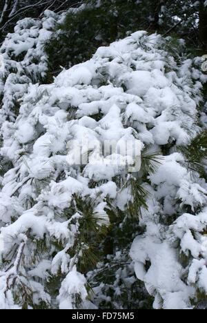 Una neve pesante accumularsi sui pini fa una bella foto della neve. Foto Stock
