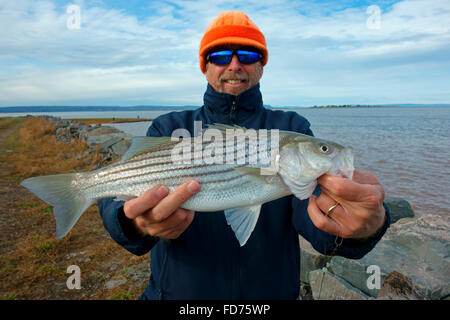 Un pescatore tenendo un striped bass pesce (Morone saxatilis) dal bacino di Minas della Baia di Fundy, Nova Scotia, Canada