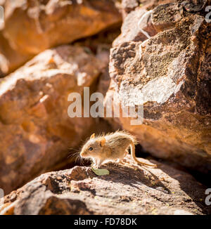 Carino strisce campo mouse seduto su una roccia con il tardo pomeriggio di sole dietro in Botswana, Africa Foto Stock