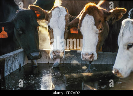 Bestiame al melasso trogolo. Foto Stock